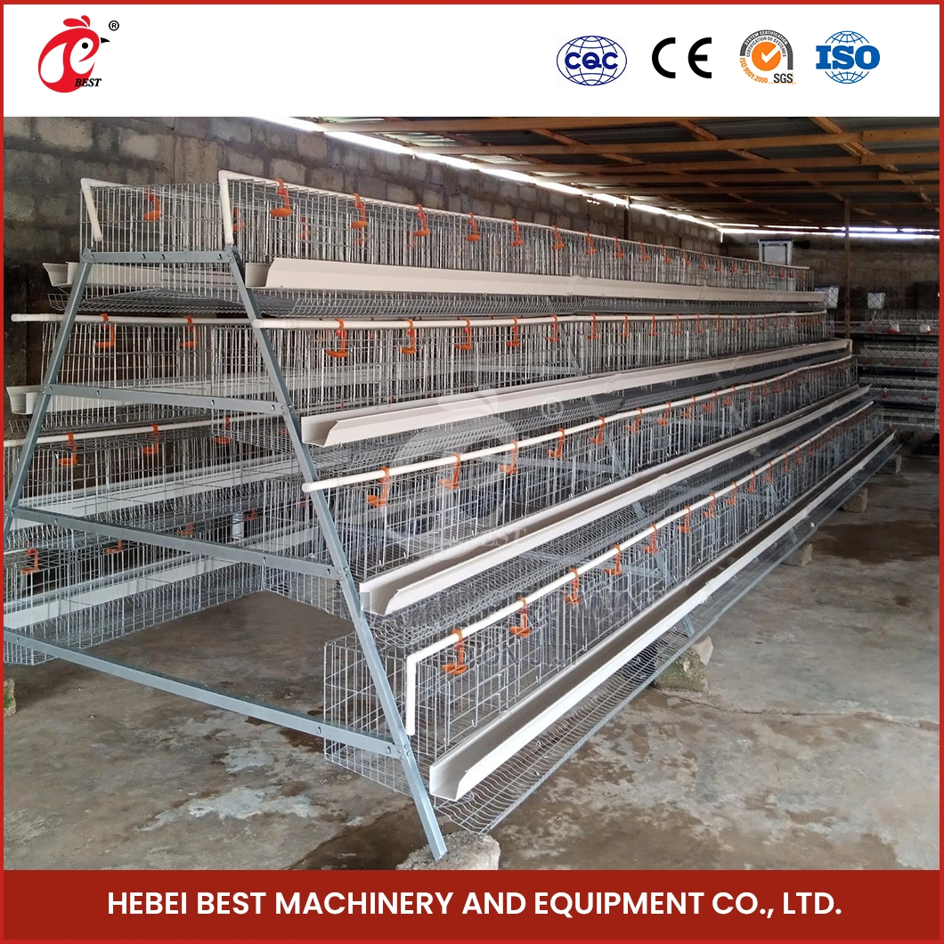 Bestchickencage Ordinary Type Layer Cage China Layer Small Chicken Coop Manufacturer ODM Custom 2cm Cutting Thickness Chicken Cages Egg Layer Poultry Farm