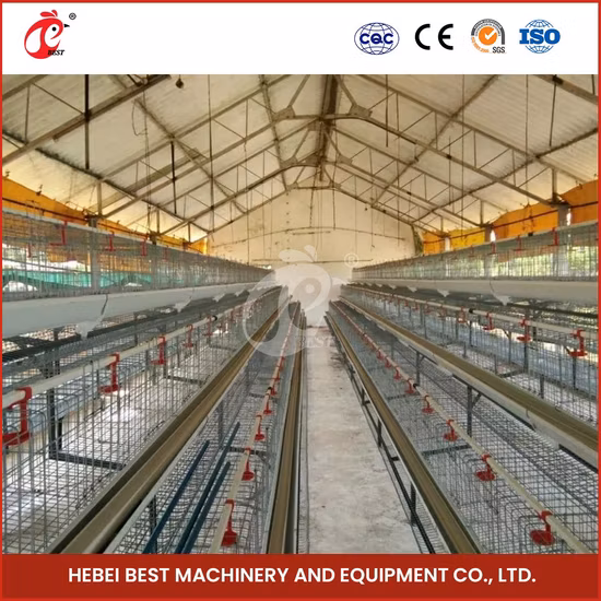Bestchickencage Обычная клетка для кур-несушек Китай Звено цепи Курица-несушка Фабрика Бесплатный образец Дизайн ватерлинии Централизованная настройка клетки Ферма без куриных яиц